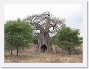 18TarangirePMGameDrive - 47 * Elephants eventually weaken the Baobab tree and a hole opens up in the trunk exposing the open interior.